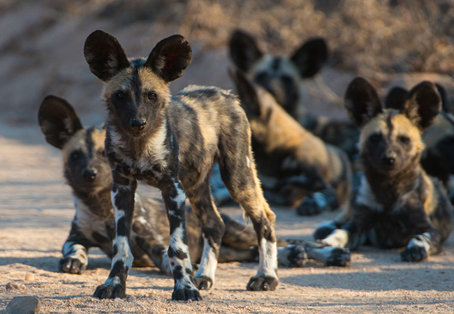 Safari Wildlife African Wild Dog