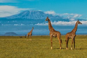 Flights to Africa from USA - Giraffes in Amboseli National Park - Ol Donyo Lodge