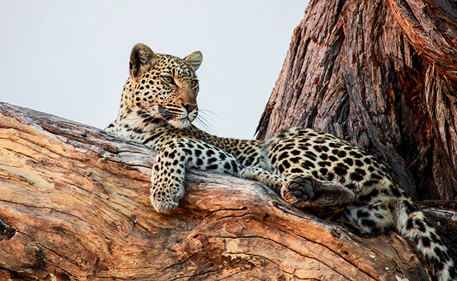 Leopard in the Okavango Delta