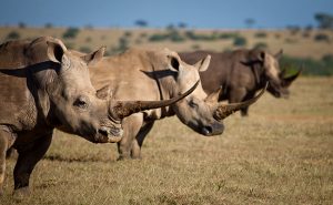 African Safari Photography Tips - Rhinos in Kenya