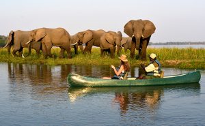 African Safari Photography Tips - Elephants on a Zambezi River Canoe Safari