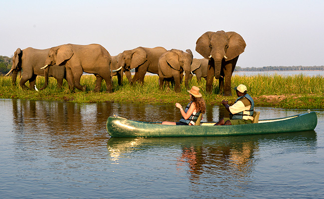 Elephants on a Zambezi River Canoe Safari