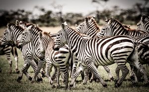 African Safari Photography Tips - Zebras in Kenya