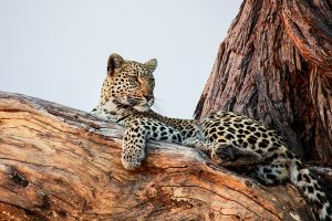 African Safari Photography Tips - Leopard in the Okavango Delta