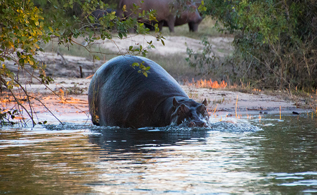 Victoria Falls Where to Stay - Zambezi River Water Safari - Treat Yourself to a Victoria Falls River Lodge