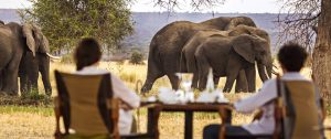 See Wild Elephants at Breakfast - Little Chem Chem - East African Safari: Kenya and Tanzania Luxury Tour