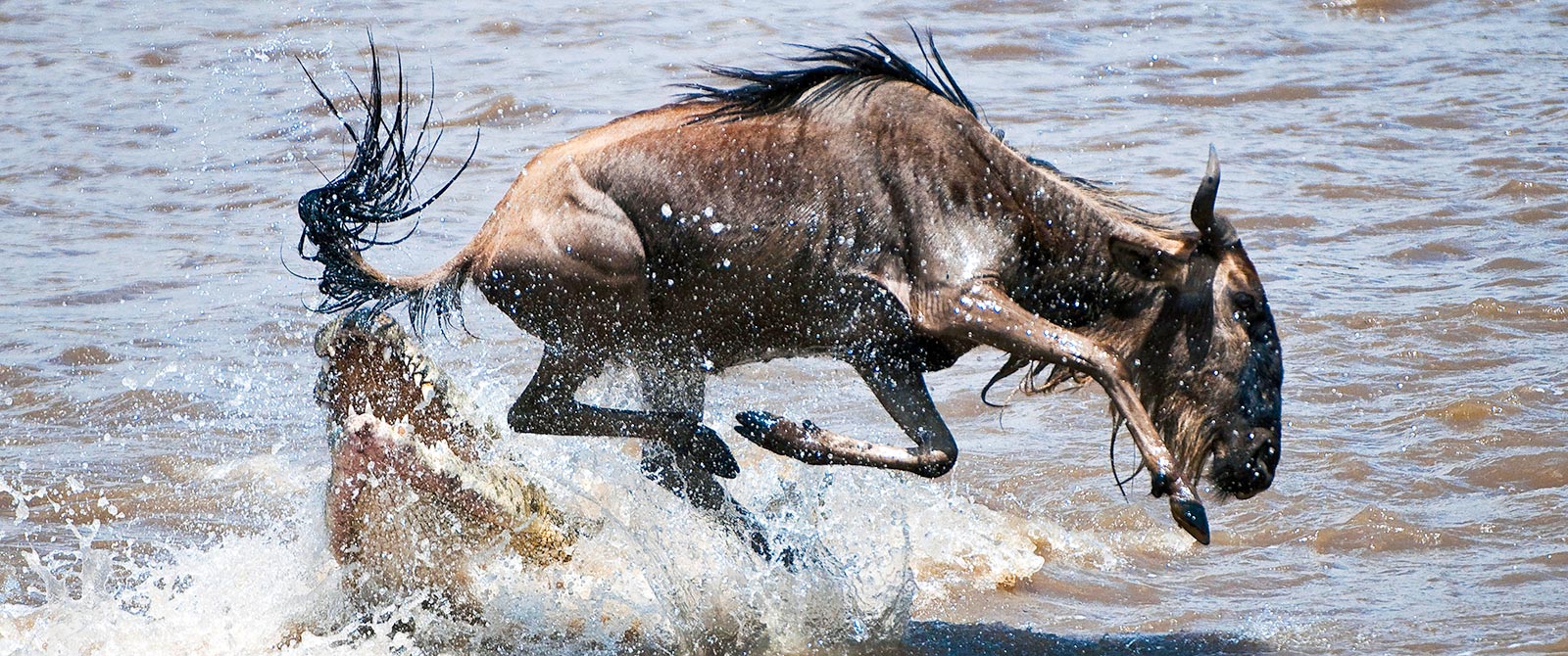 Plan Your Great Migration Safari - Mara Plains Camp Kenya - East African Safari: Kenya and Tanzania Luxury Tour