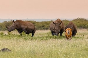 Lion and Rhinos on Safari South Africa - Best Time to Visit South Africa - South Africa in March