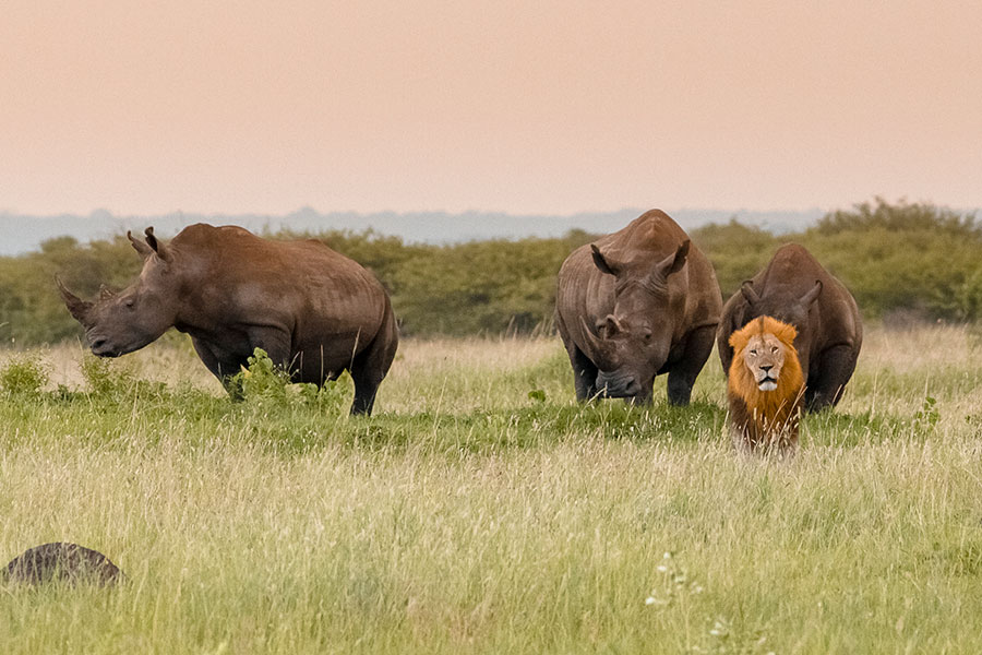 Lion and Rhinos on a Green Season Safari