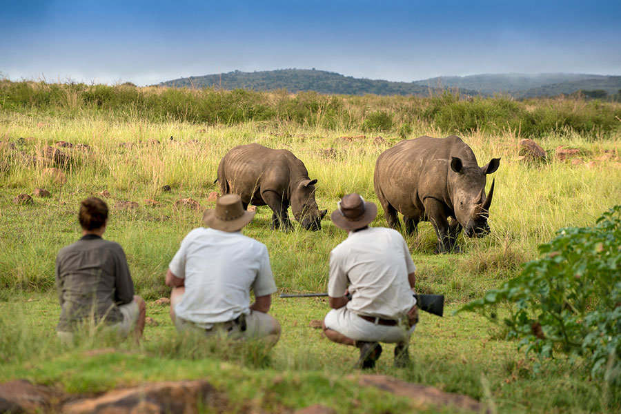 Rhinos on a South Africa Walking Safari