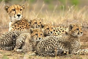 Mother and Baby Cheetahs on Safari - Best Time to Visit South Africa - South Africa in June