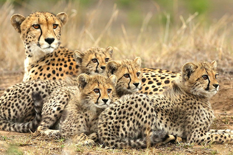 Mother and Baby Cheetahs on Safari