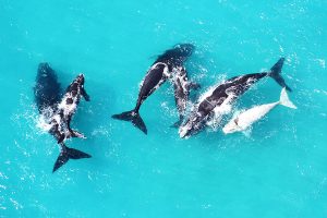 Whales on the South African Coast - Best Time to Visit South Africa - South Africa in July