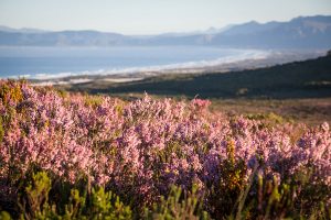 South African Wildflowers - Best Time to Visit South Africa - South Africa in August