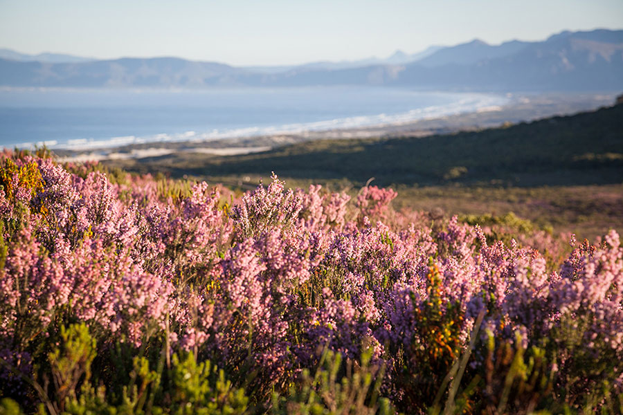 Wildflowers in August - Best Month to Visit South Africa