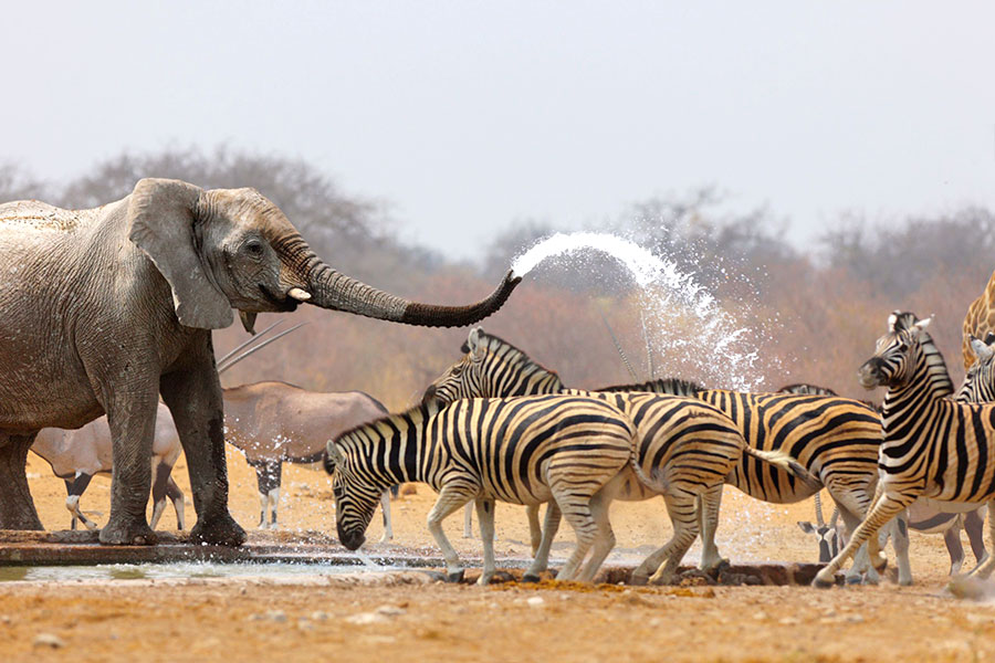 Elephant Guarding a Waterhole