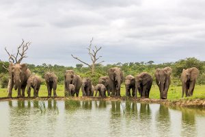 Elephants Around a Waterhole on Safari - Best Time to Visit South Africa - South Africa in December
