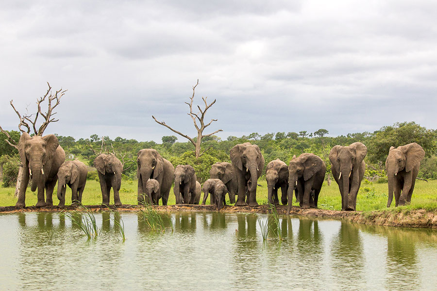 Elephants Around a Waterhole