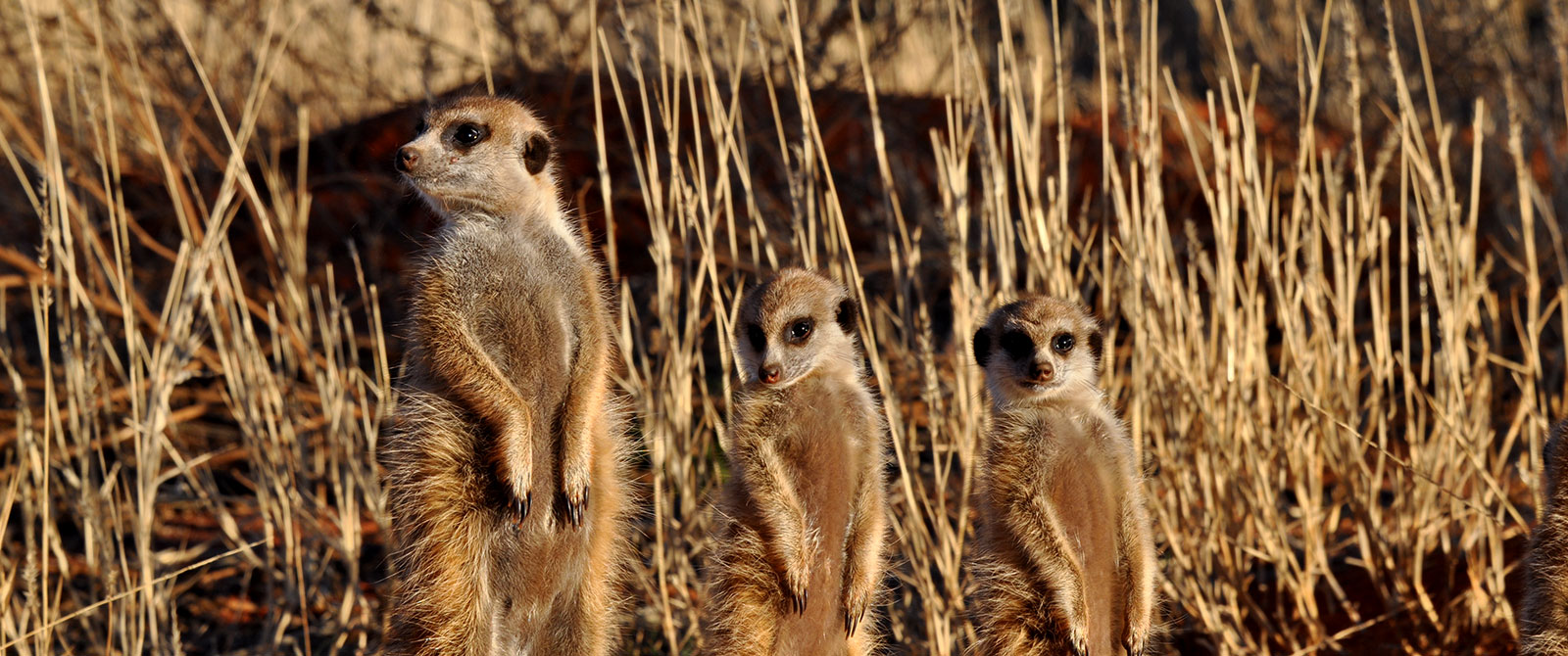 Habituated Meerkats at Tswalu Kalahari Game Reserve - Cape Town Explorer and Family Safari Adventure