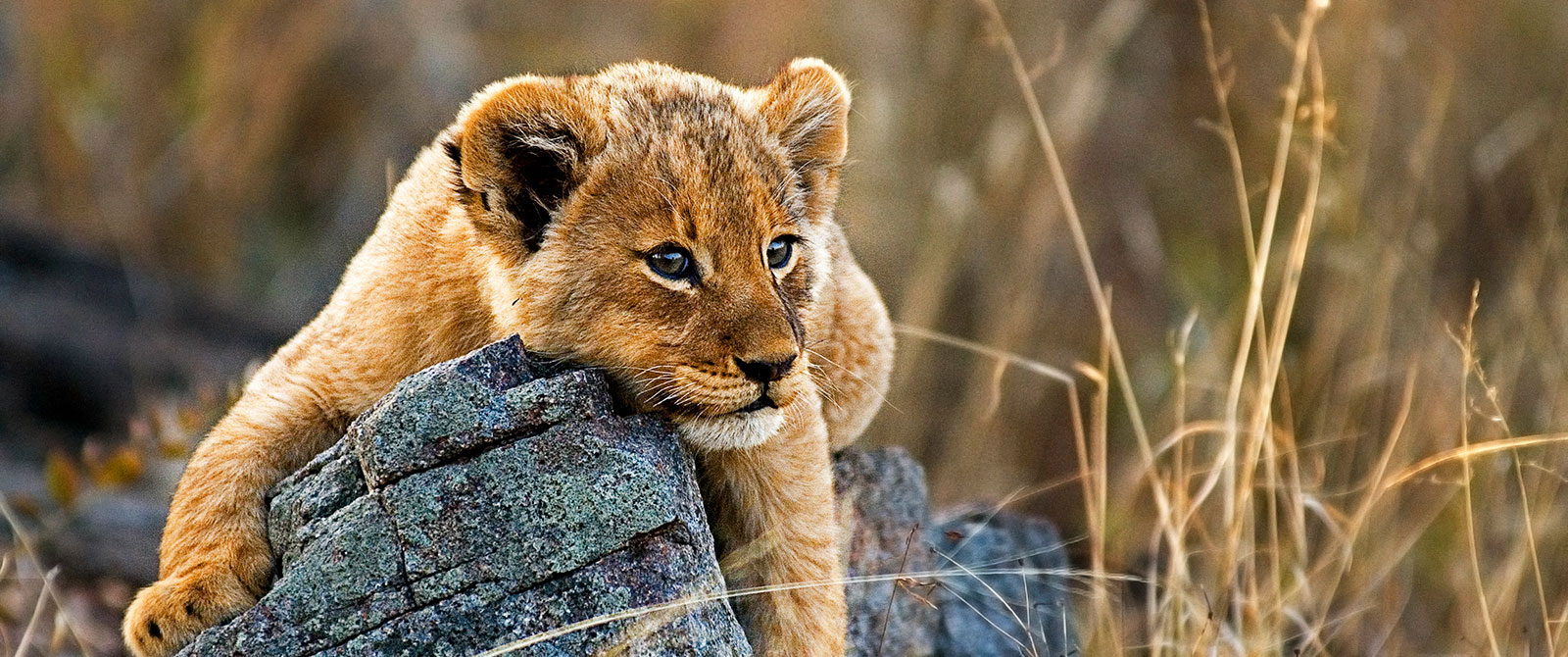 Lion Cub in Kruger National Park, Londolozi Sabi Sands Safari - Cape Town Explorer and Family Safari Adventure