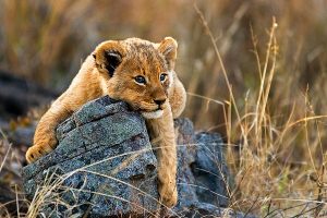 Lion Cub in Kruger National Park, Londolozi Sabi Sands Safari - Cape Town Explorer and Family Safari Adventure