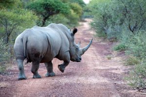 Rhino in Sabi Sands, Kruger National Park - South Africa Safari Vacations