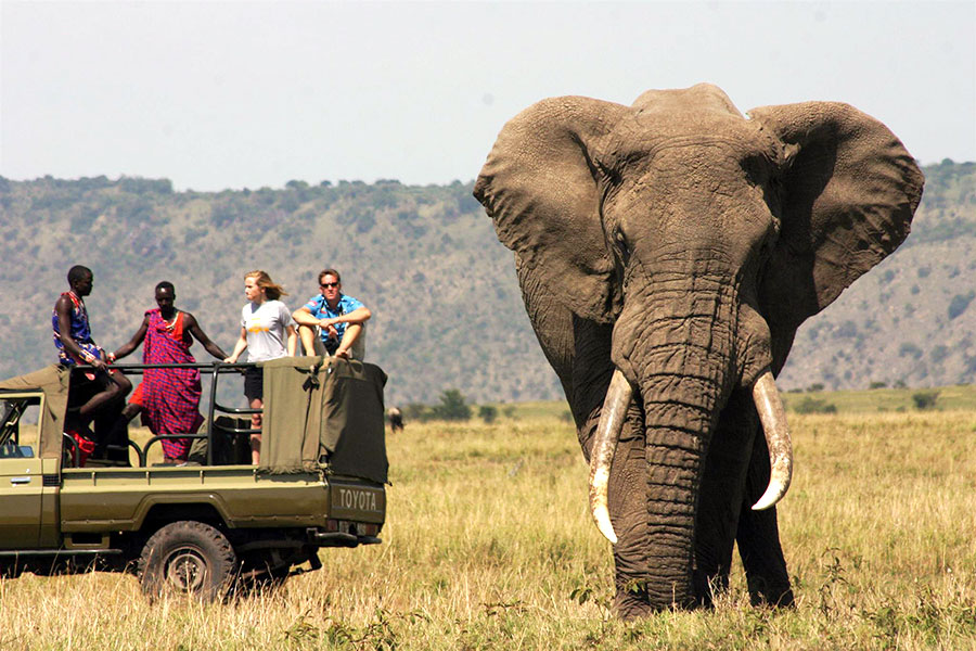 Elephant on Safari in Masai Mara National Reserve, Kenya - Great Migration Tours and Safaris