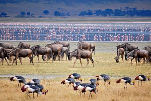 Wildebeest in Ngorongoro Crater, Tanzania - Tanzania Safari Packages