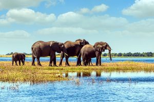 Elephants in the Okavango Delta, Botswana - Luxury Botswana Safari Tours
