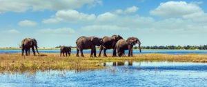 Elephants on a Chobe River Safari - Chobe National Park