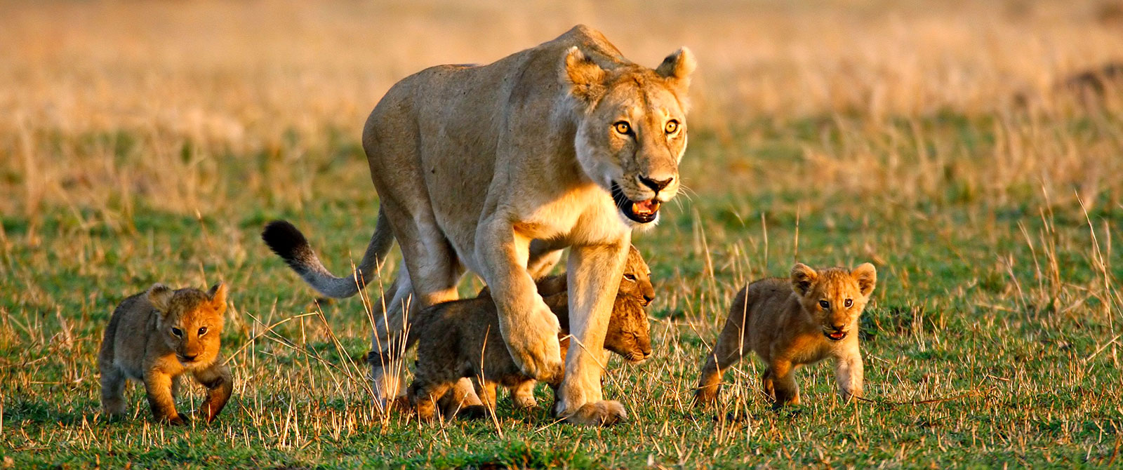 Lioness and Her Cubs in Hwange National Park