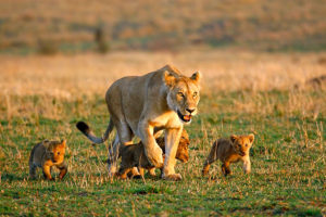 Lioness and Her Cubs in Hwange National Park