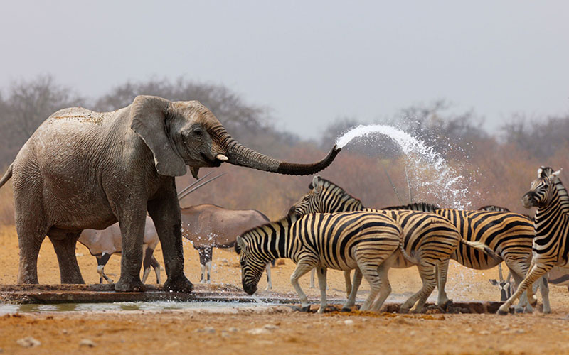 Elephant in Africa Spraying Zebras to Guard Waterhole