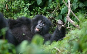 Gorilla Trekking Rwanda - Wild Baby Mountain Gorilla