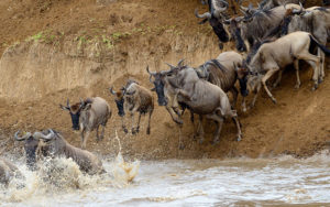 Great Migration Safaris - Wildebeest Crossing the Mara River in Kenya