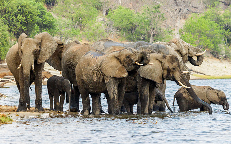 Elephants Drinking in the Chobe River Botswana