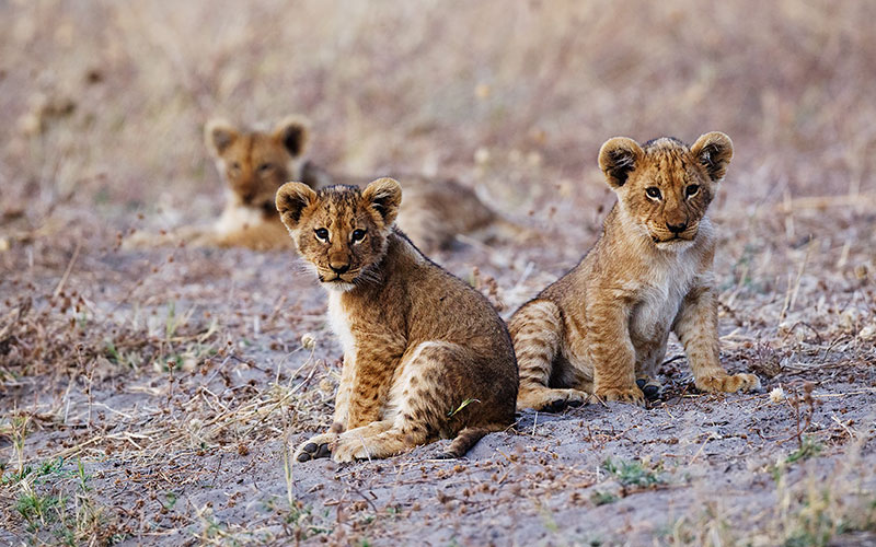 Lion Cubs in Savute - Chobe National Park, Botswana