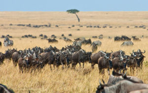 Wildebeest in the Masai Mara During the Great Migration in Kenya