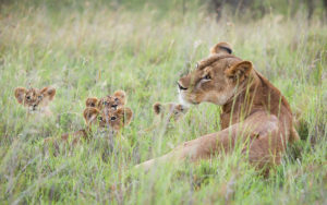 Lion and Her Cubs in the Laikipia Region of Northern Kenya