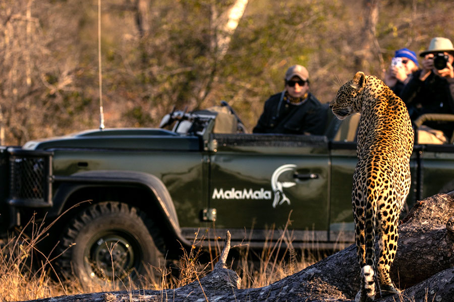 Leopard on Safari at MalaMala Game Reserve, South Africa
