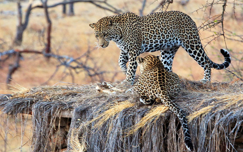 Leopards on Safari in Tanzania