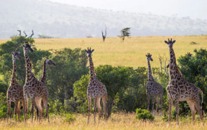 Giraffes on Safari in Tanzania