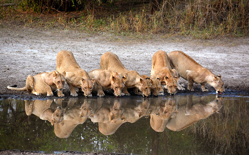 Lions in Tarangire National Park - Tanzania Safari
