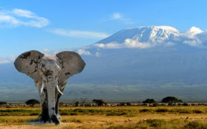 Elephant in Front of Mt Kilimanjaro Tanzania