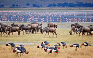 Wildlife at Ngorongoro Crater Tanzania