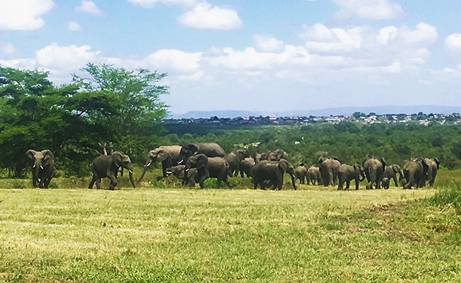 Elephants on a Sabi Sands Green Season Safari - South Africa in March