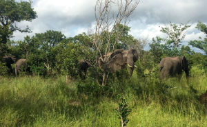 Elephants on a Sabi Sands Green Season Safari - South Africa in March