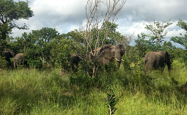 Elephants on a Sabi Sands Green Season Safari - South Africa in March