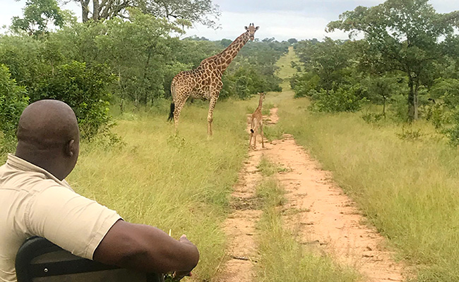 Mother and Baby Giraffe on a Sabi Sands Green Season Safari - South Africa in March