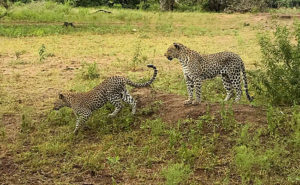 Mother Leopard and Her Cub on a Sabi Sands Green Season Safari - South Africa in March